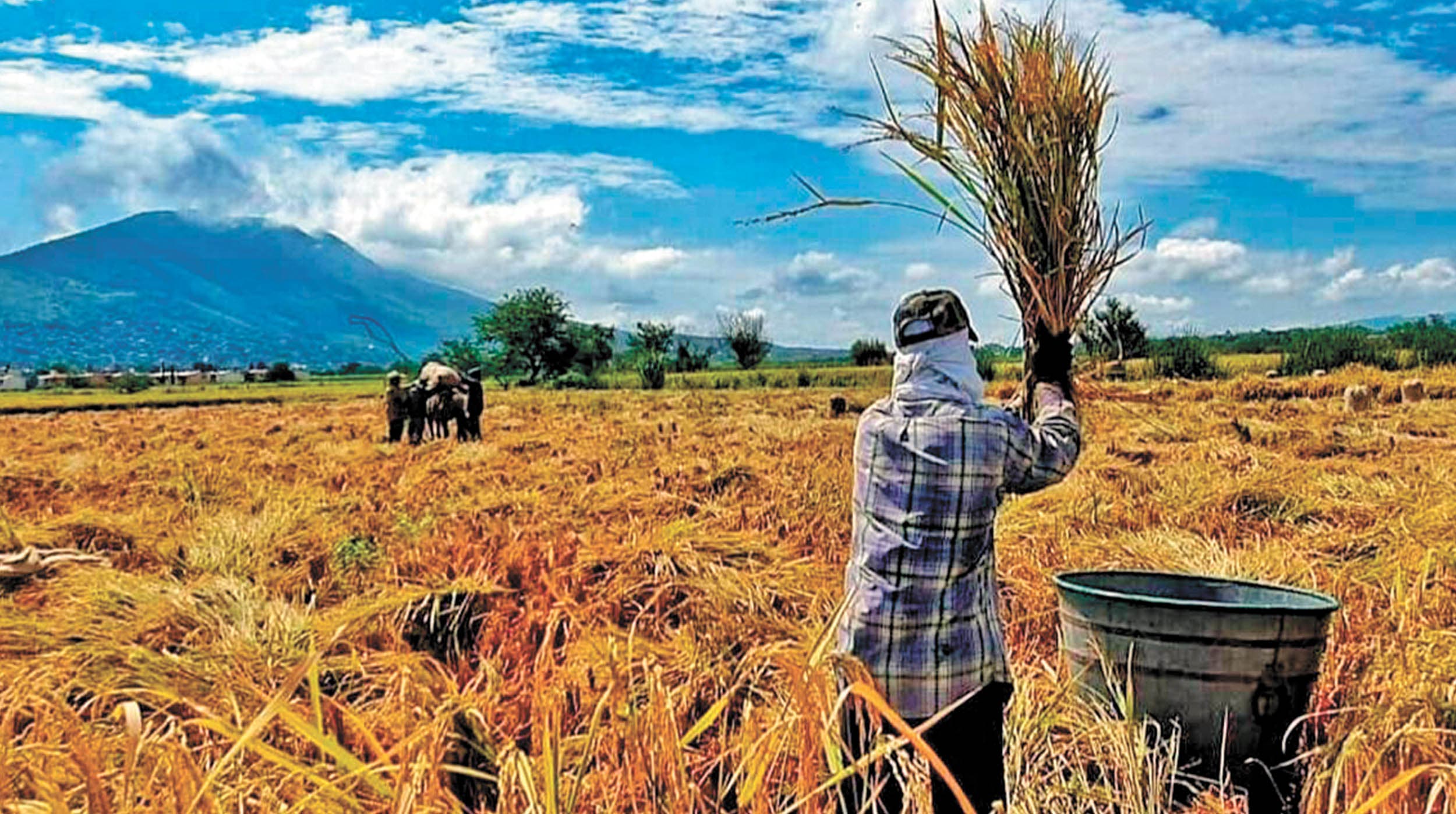 Sacude sequía a productores de trigo y maíz en Morelos 