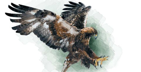 El águila real: símbolo y mito de la fundación de México | Noticias |  Diario de Morelos