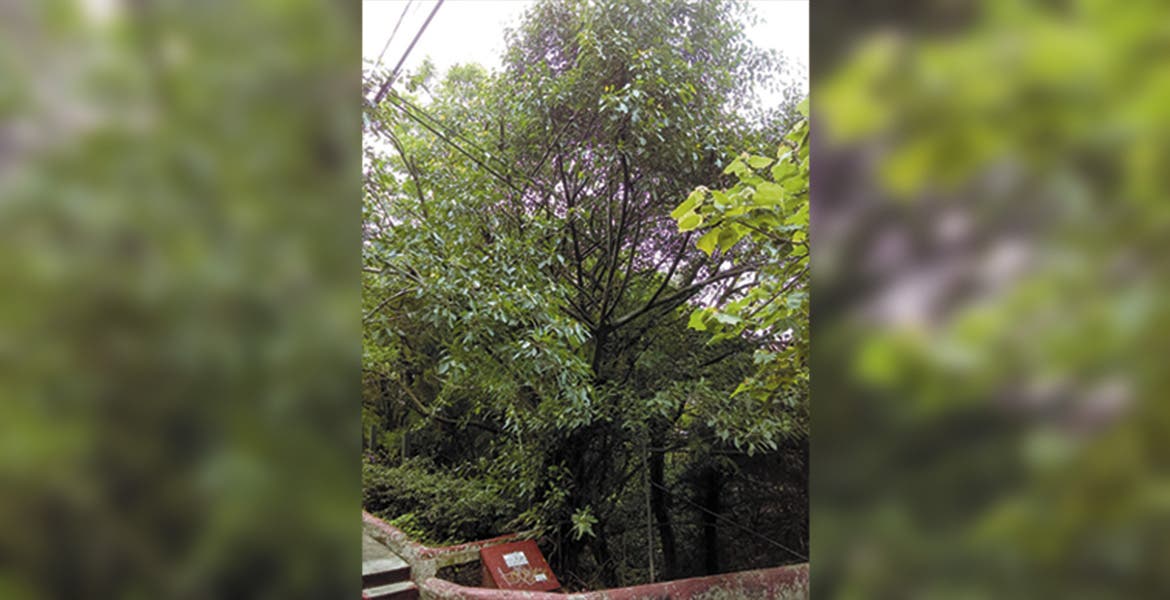 Tiene Cuernavaca 11 árboles en catálogo nacional | Noticias | Diario de  Morelos
