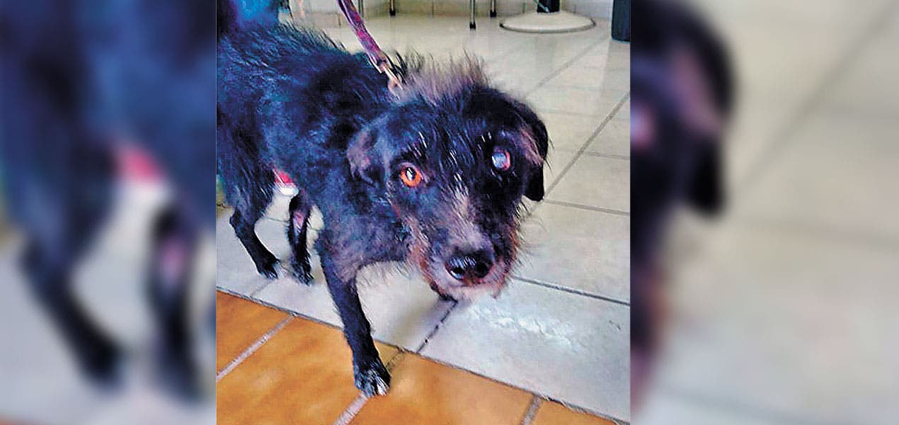 Blacky sobrevive en Morelos con tres patas y un ojo