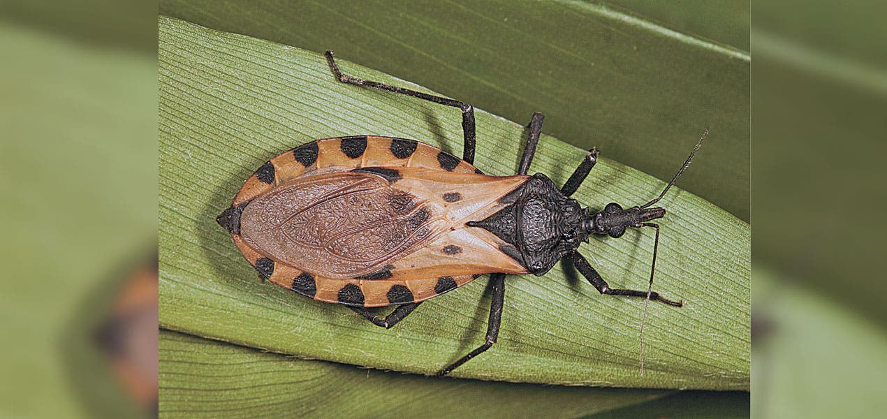 Chagas, una de las 14 enfermedades del rezago en lista de la OMS