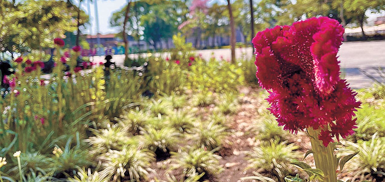 Cuernavaca : Reverdecen jardineras del zócalo capitalino