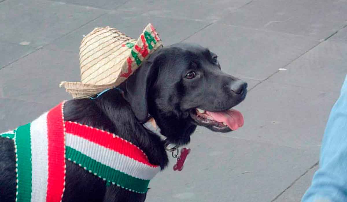 Que este 15 de septiembre todos puedan disfrutar de las fiestas - Vimarsana News