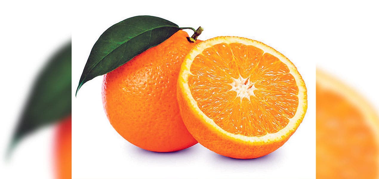 La naranja es buena para alimentar canes Noticias Diario de Morelos