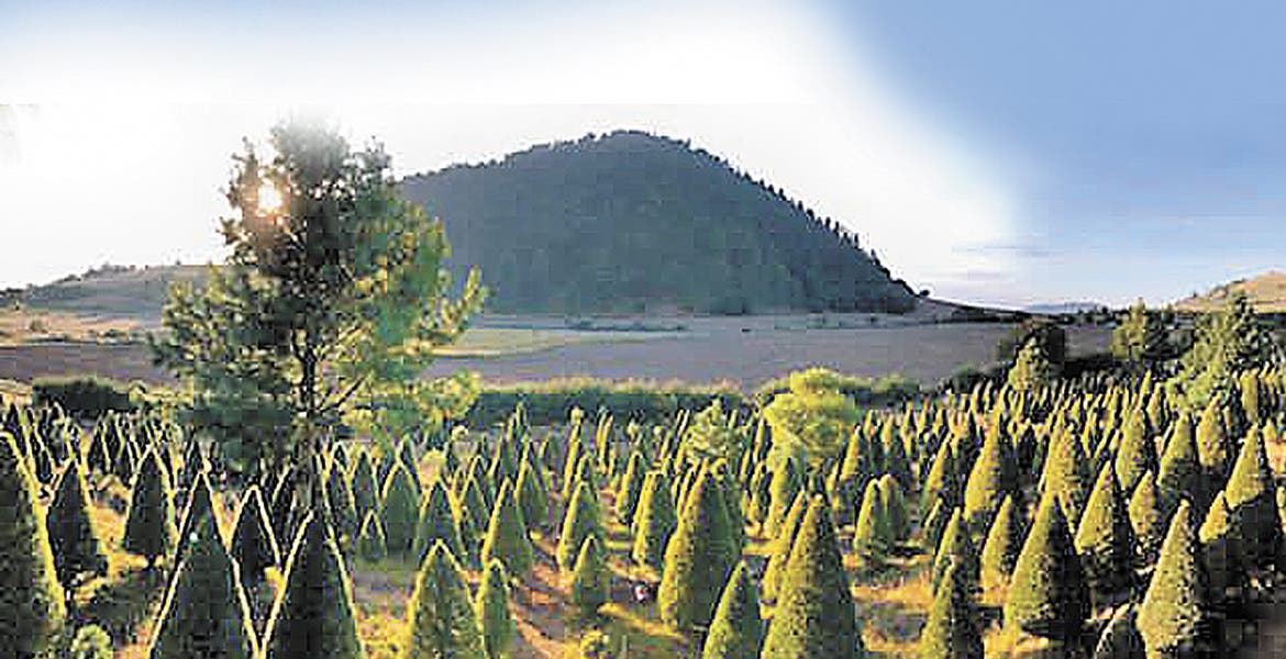 Llama Conafor a consumir arbolitos de plantaciones acreditadas