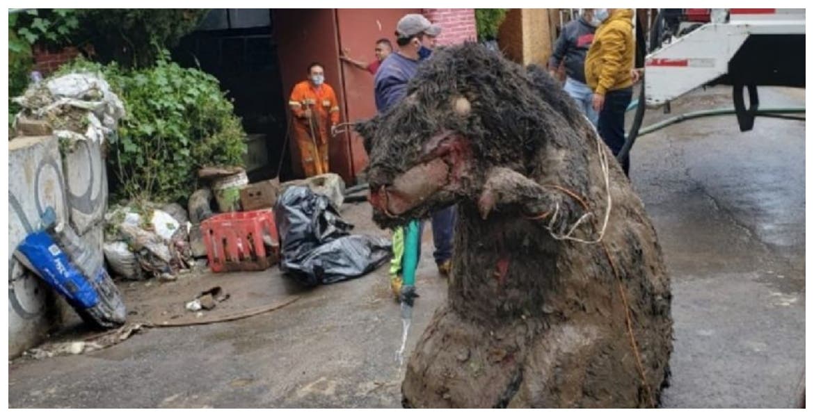 Descubren una rata gigante en drenaje de México y se hace viral en redes