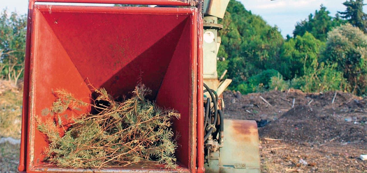 Llama SDS Morelos a reciclar arbolito de Navidad
