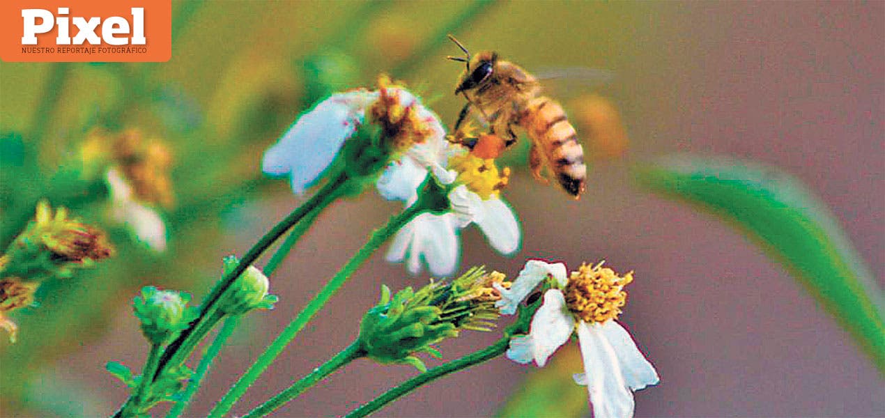 Las abejas laboran aún con la pandemia