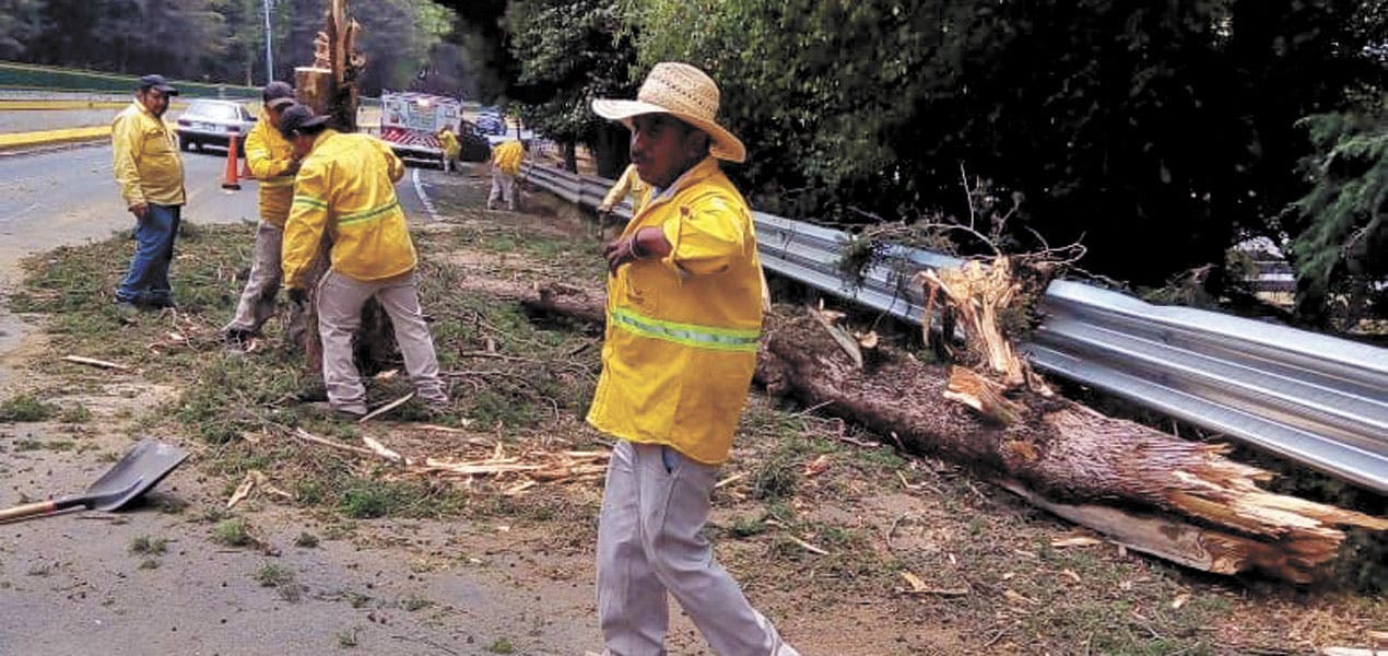 Colapsa árbol en autopista México-Acapulco
