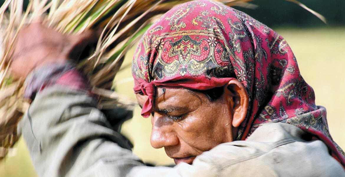 Arroz de Morelos tiene una de las 14 denominaciones de origen Diario