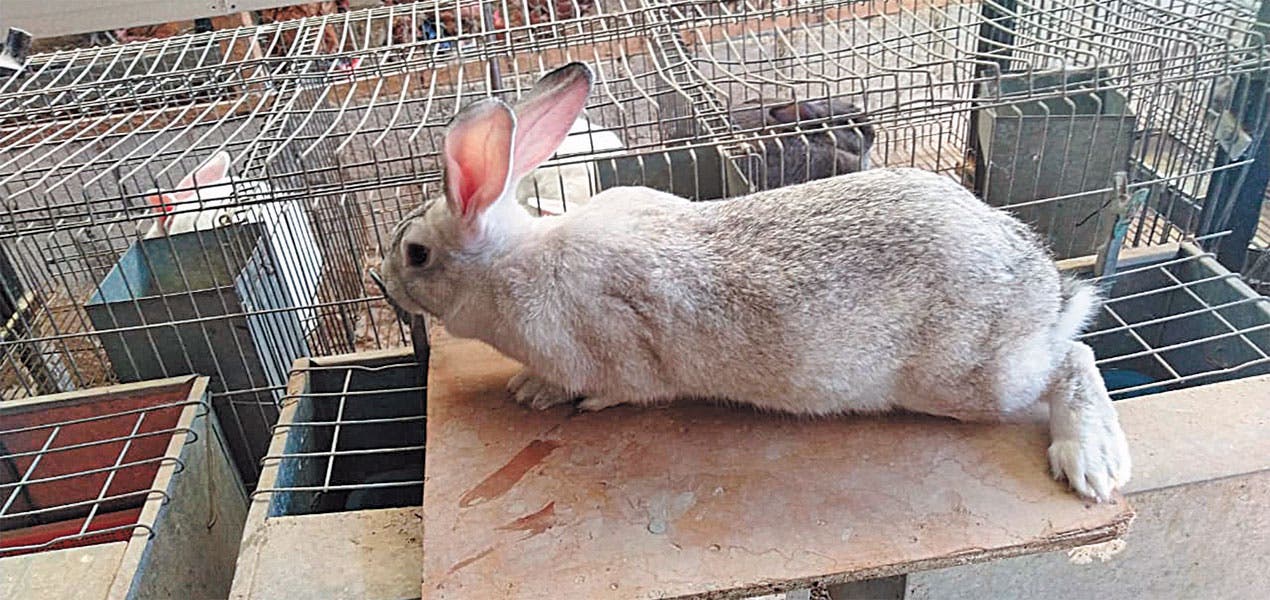 Vacunan a conejos mascotas en Morelos