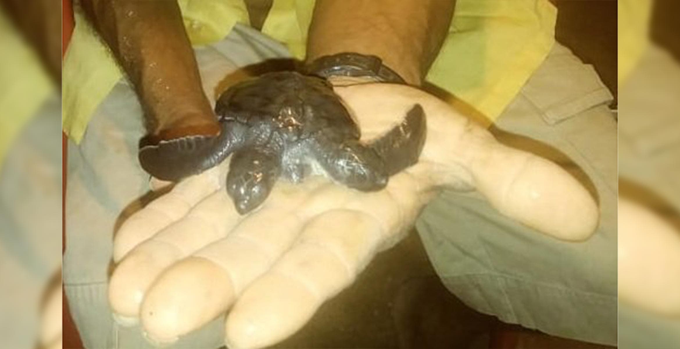 Encuentran tortuga de dos cabezas en Michoacán