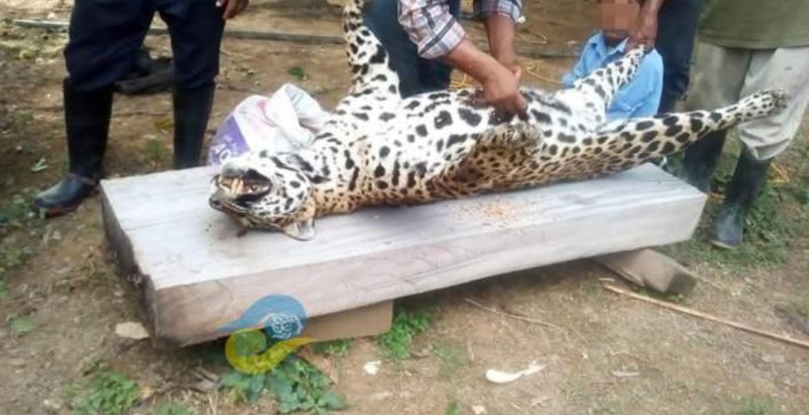 Resultado de imagen para jaguar cazado en veracruz