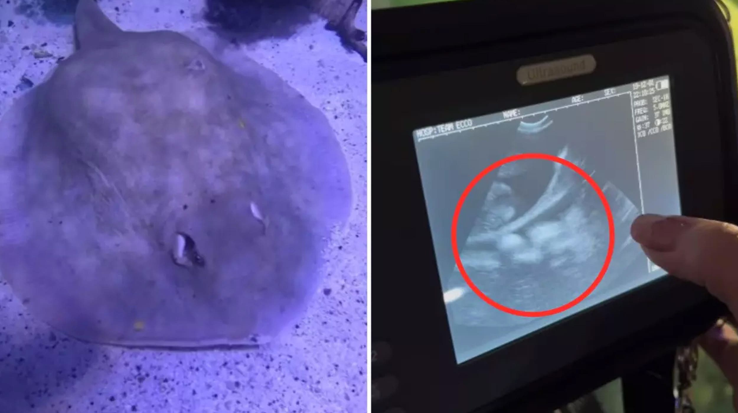 VIDEO: ¿Un tiburón embarazó a una mantarraya? ¿Tendrá crías?