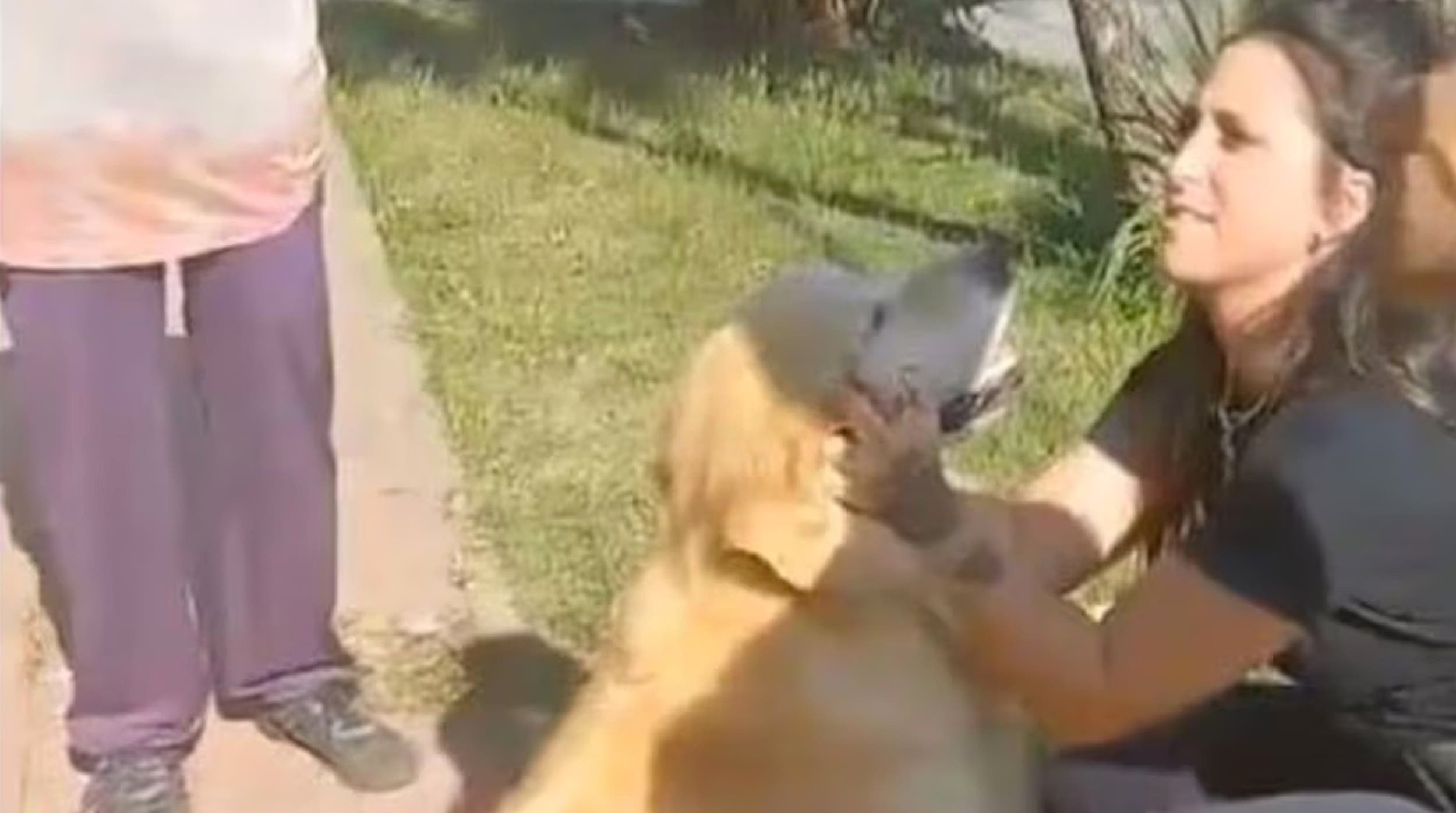 VIDEO: Mujer lleva a su perrito a la carnicería para que lo mataran y pudiera comerlo
