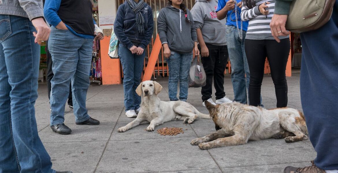 Tras peregrinaje a Basílica de Guadalupe abandonan al menos a 29 perros