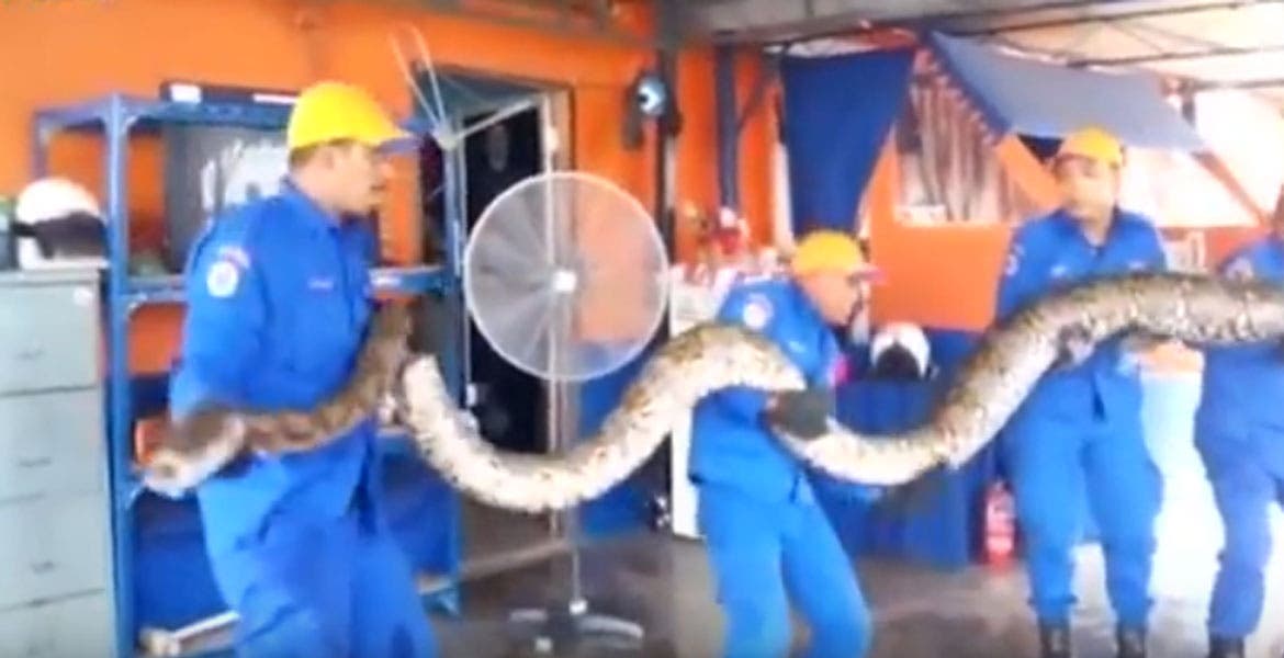 Capturan en Malasia pitón de 8 metros y 250 kilos Diario de Morelos