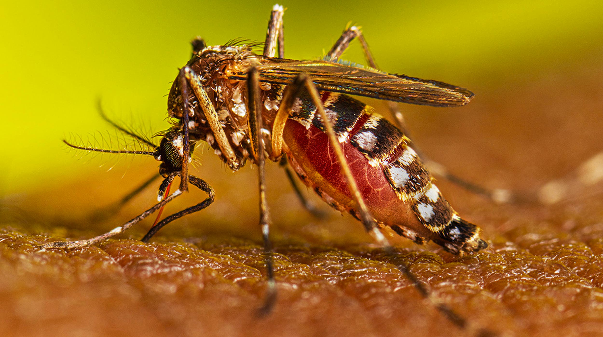 La peor temporada de dengue en la historia de América podría llegar dice la OPS.