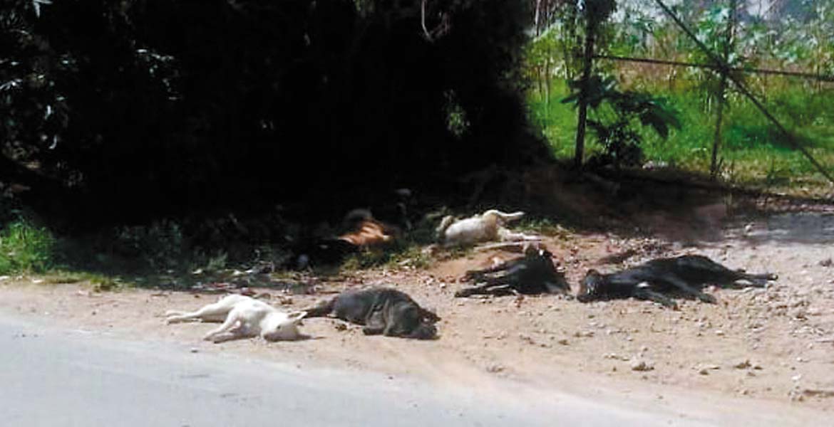 Envenenan a 25 perros en Ocotepec  Diario de Morelos