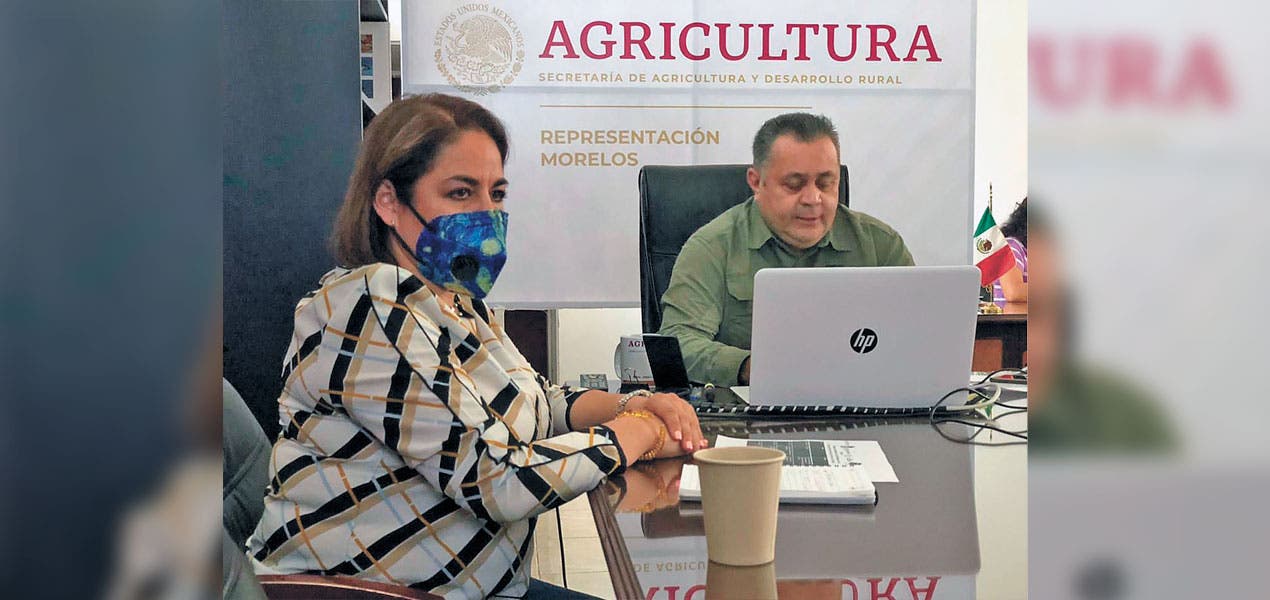 Dan seminario en línea a productores de maíz en Morelos