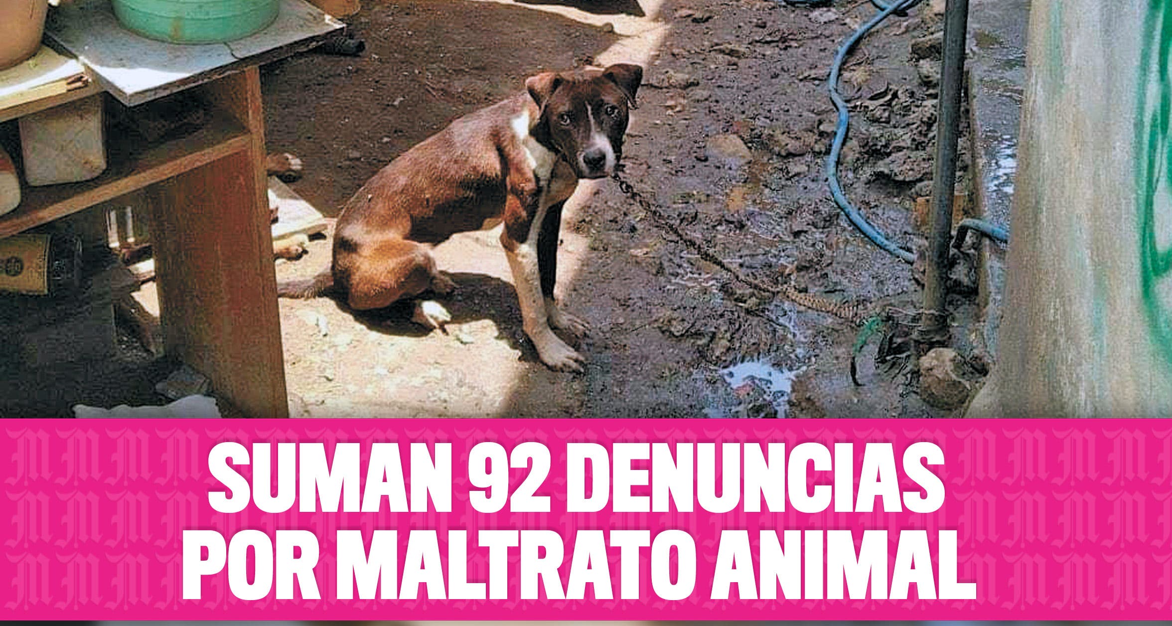 Suman 92 denuncias por maltrato animal 