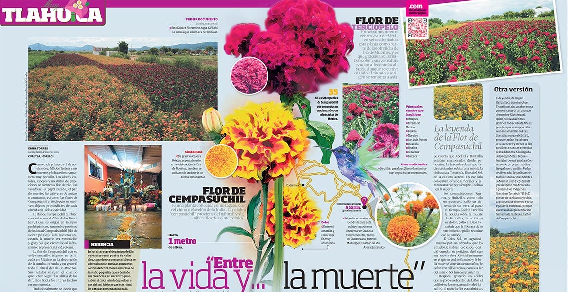 Flor de Cempasúchil, historia e importancia en Día de Muertos | Noticias |  Diario de Morelos
