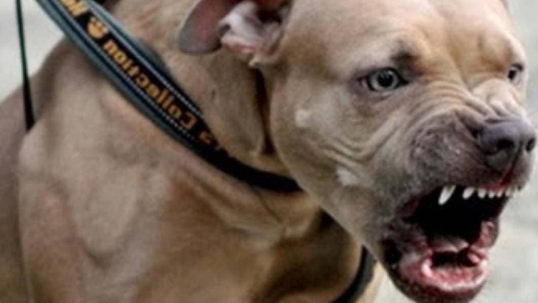 Perro pitbull, ladrando y enojado