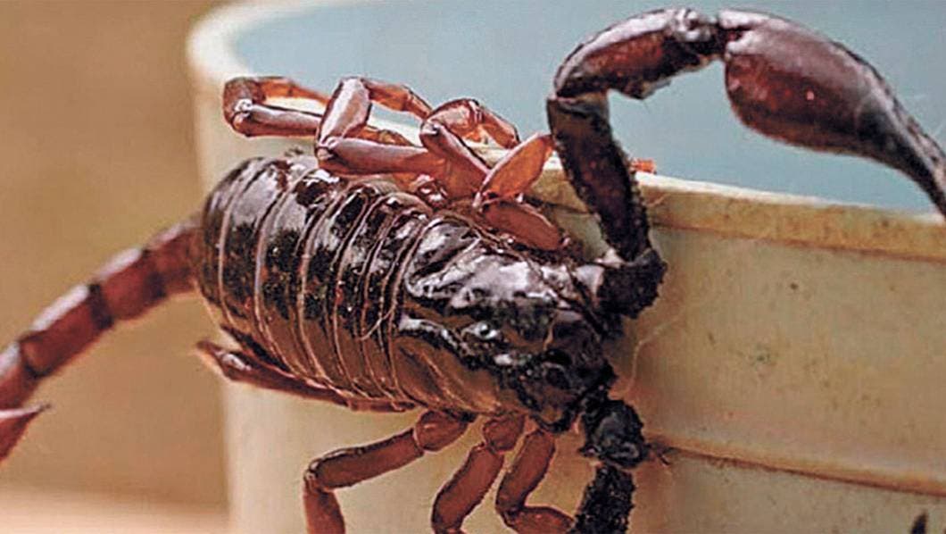 Disminuye en Morelos picadura de alacranes