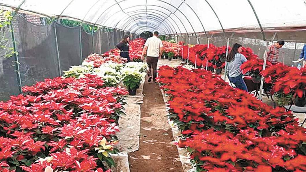 Listos productores de Nochebuena en Morelos para un aumento en ventas