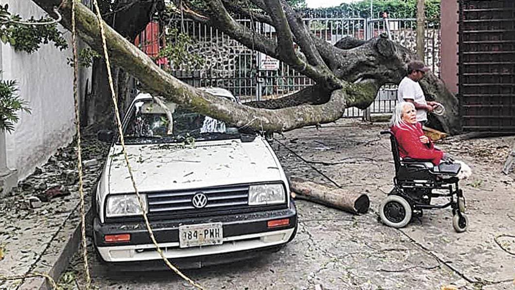 Aplasta árbol a un auto en colonia Vista Hermosa, de Cuernavaca