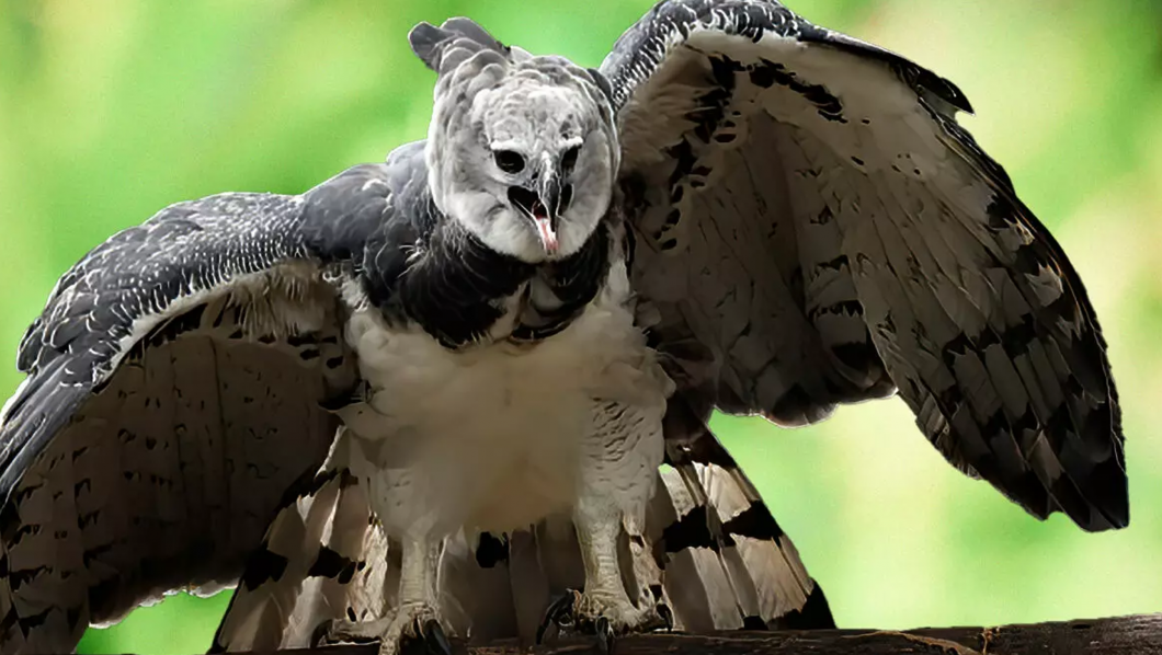 Aguila arpía preparandose para volar