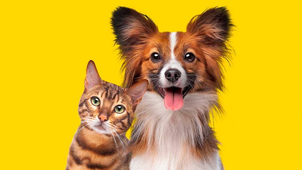 La ciencia lo confirma: tener una mascota mejora tu salud mental