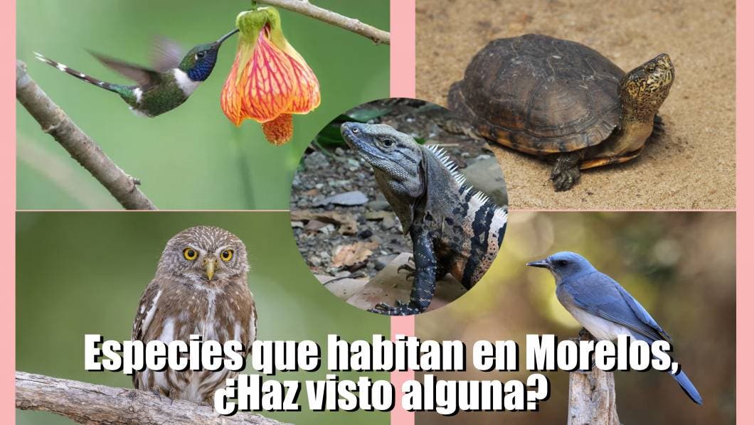 Especies que Habitan en Morelos