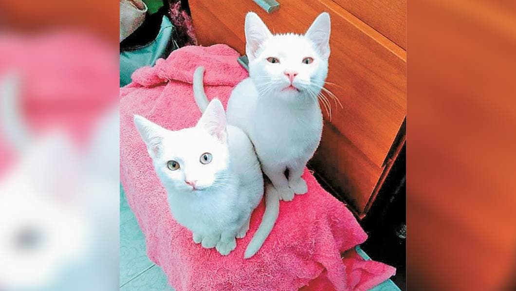 Mi Mascota: Los gatos tienen propia personalidad