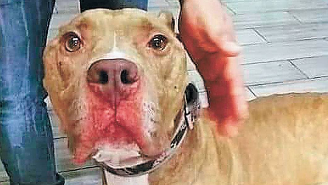 Mi Mascota. Con gestos tu perro te dice si es feliz