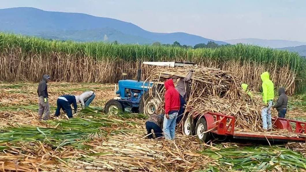 productores cañeros
