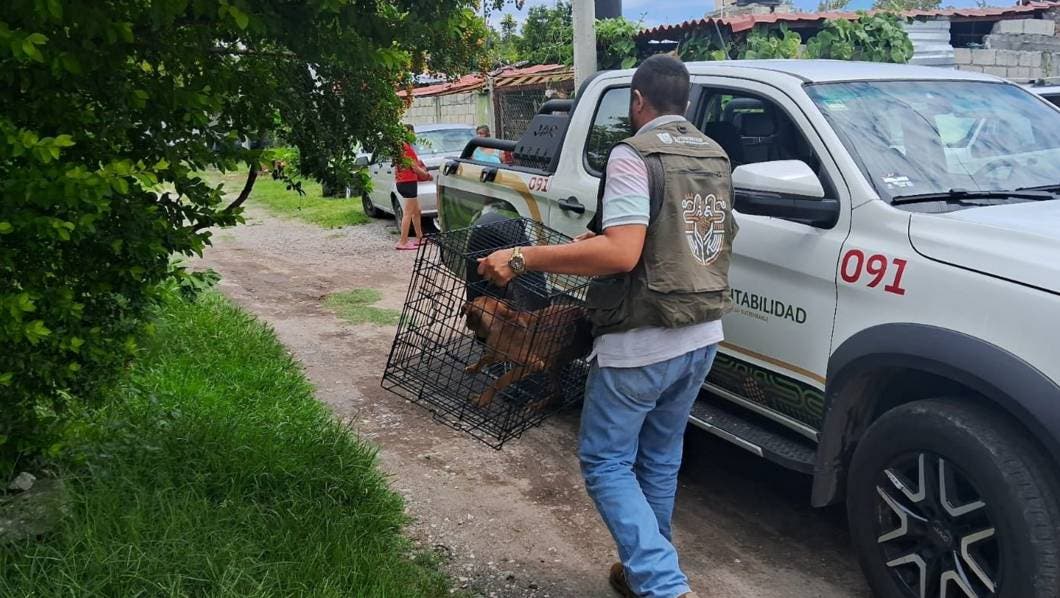 Rescata Propaem a perro víctima de maltrato en Ayala