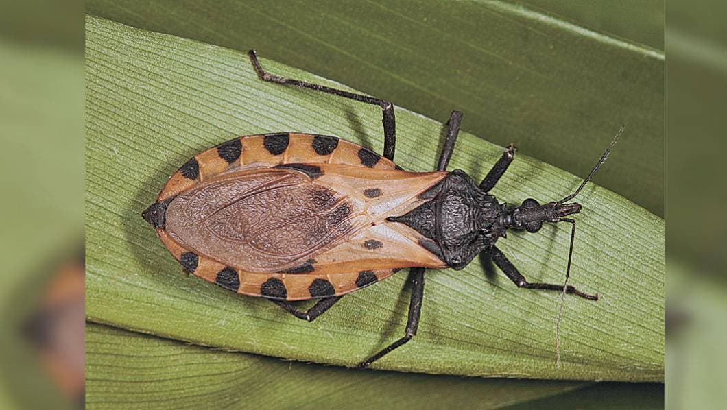 Chagas, una de las 14 enfermedades del rezago en lista de la OMS