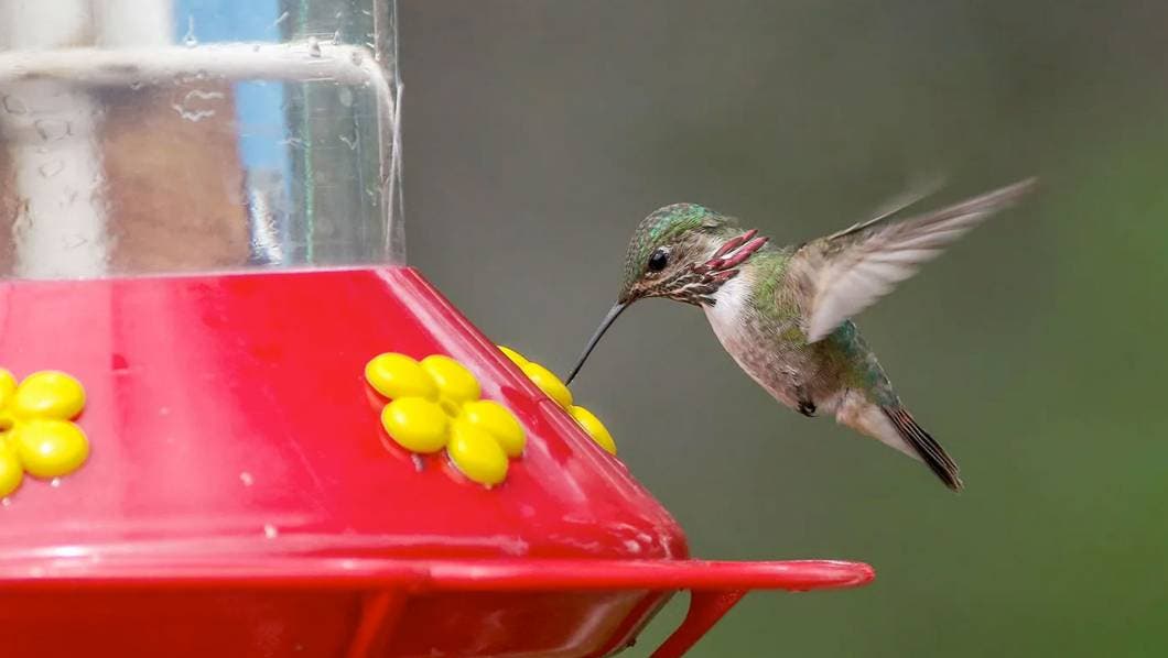 Colibri tomando agua de bebedor