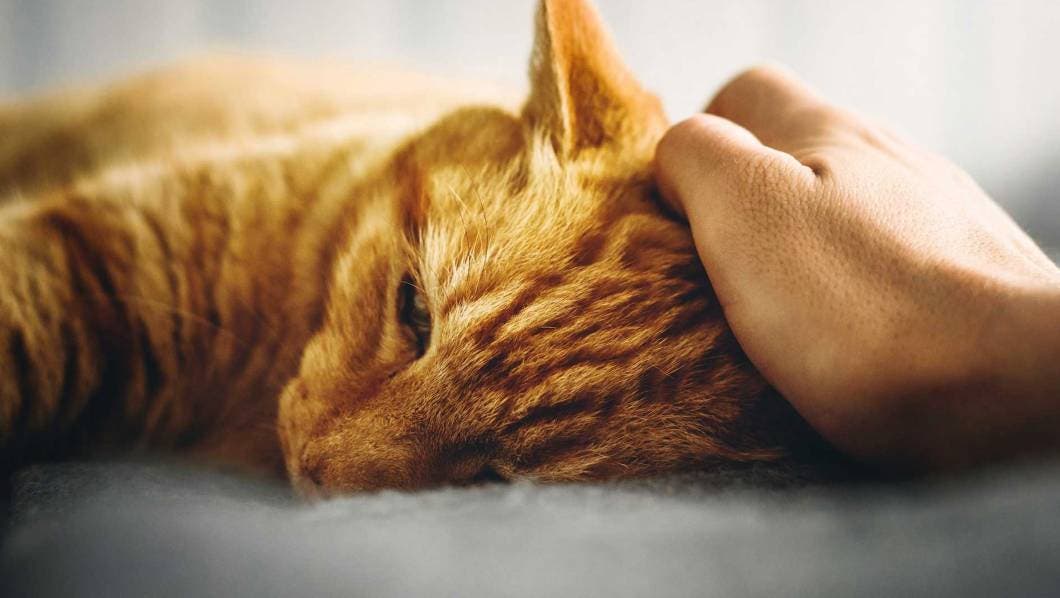 El duelo por un animal se asemeja al que vivimos por un ser querido