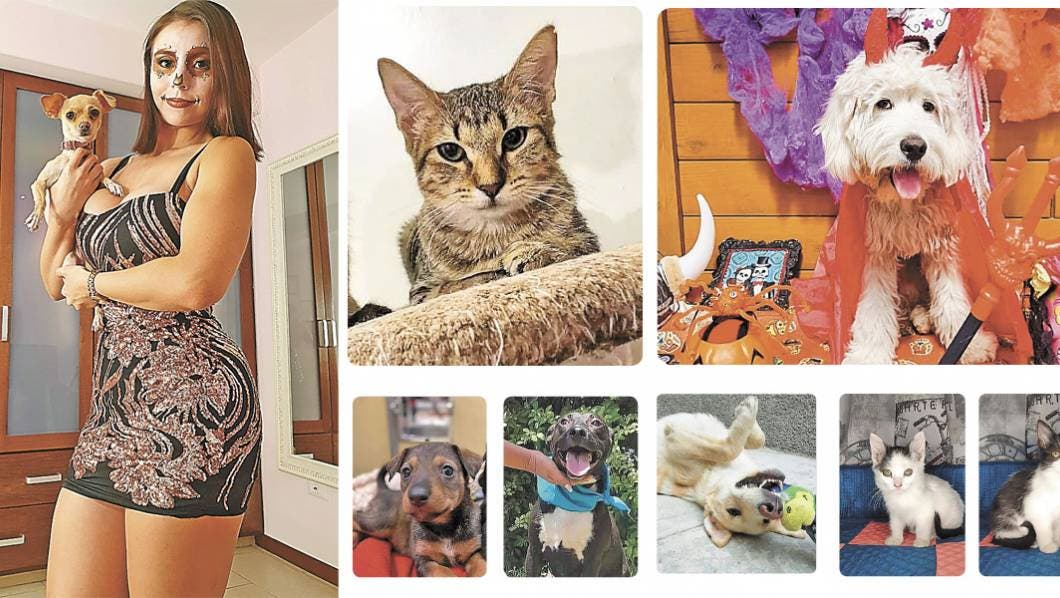 Mi Mascota: Pon activo a tu perro o gato