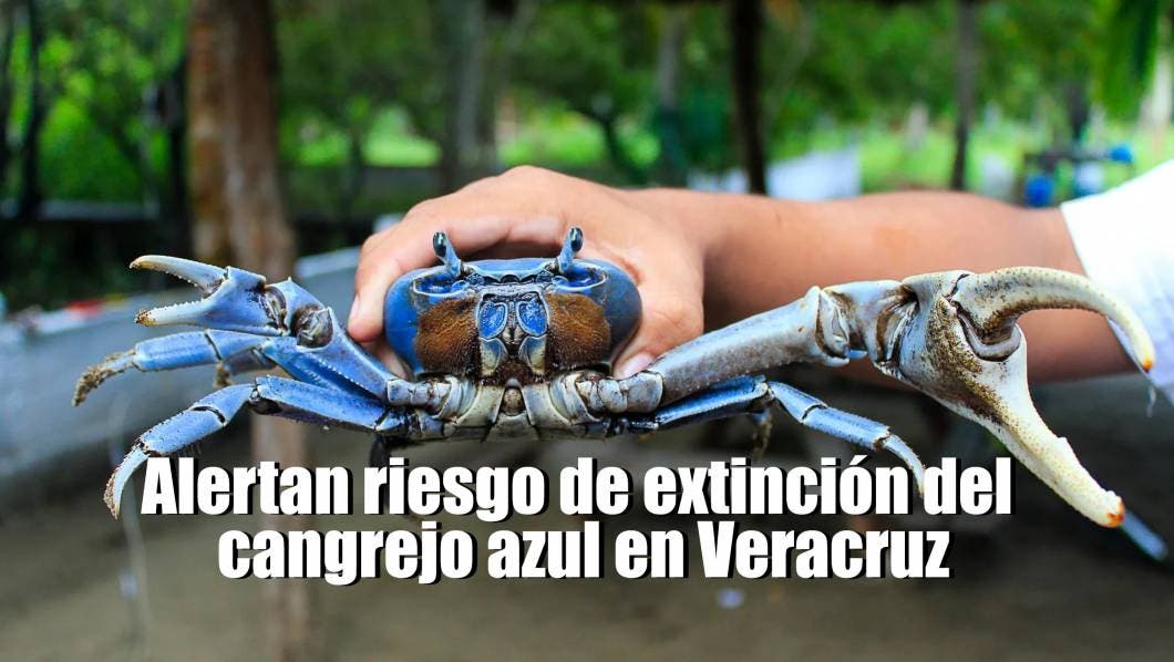 Alertan riesgo de extinción del cangrejo azul en Veracruz