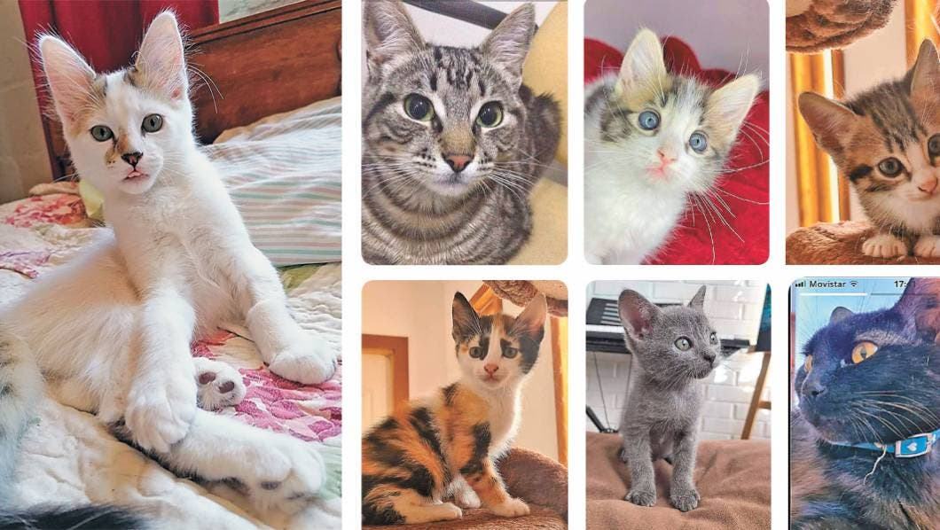 Mi mascota: Un michi de compañía