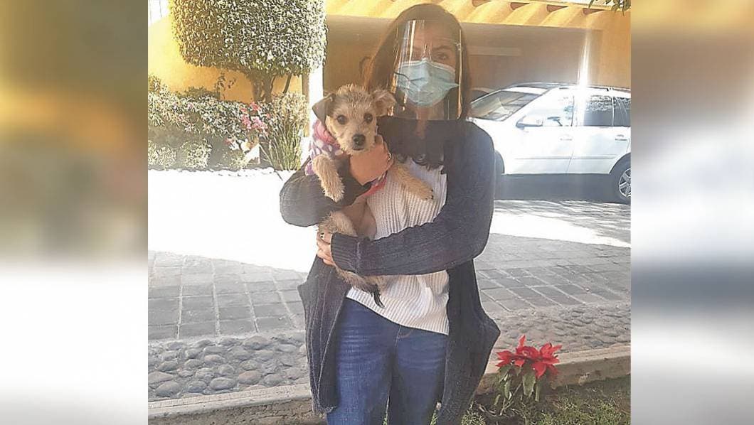 Mi Mascota: ¿Qué medicamento debo darle a mi perro?