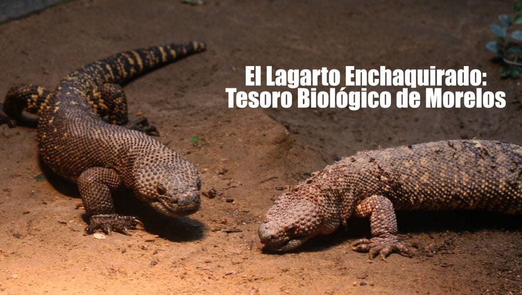 Lagarto Morelos