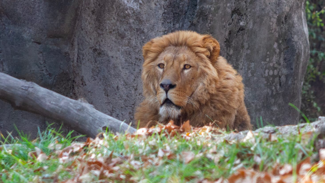 Zoológico pide mascotas para alimentar leones 
