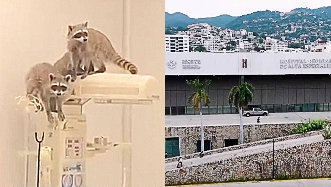 Mapaches aparecen en quirófanos de hospital del ISSSTE en Acapulco