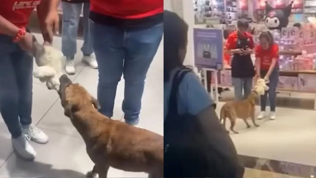 Perrito Ladrón de peluches