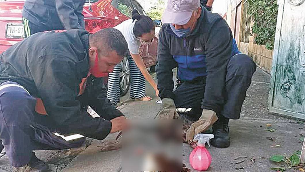 Servicio. Personal de Protección Civil libera y cura lesiones de un tlacuache, en la colonia Cuauhnáhuac.