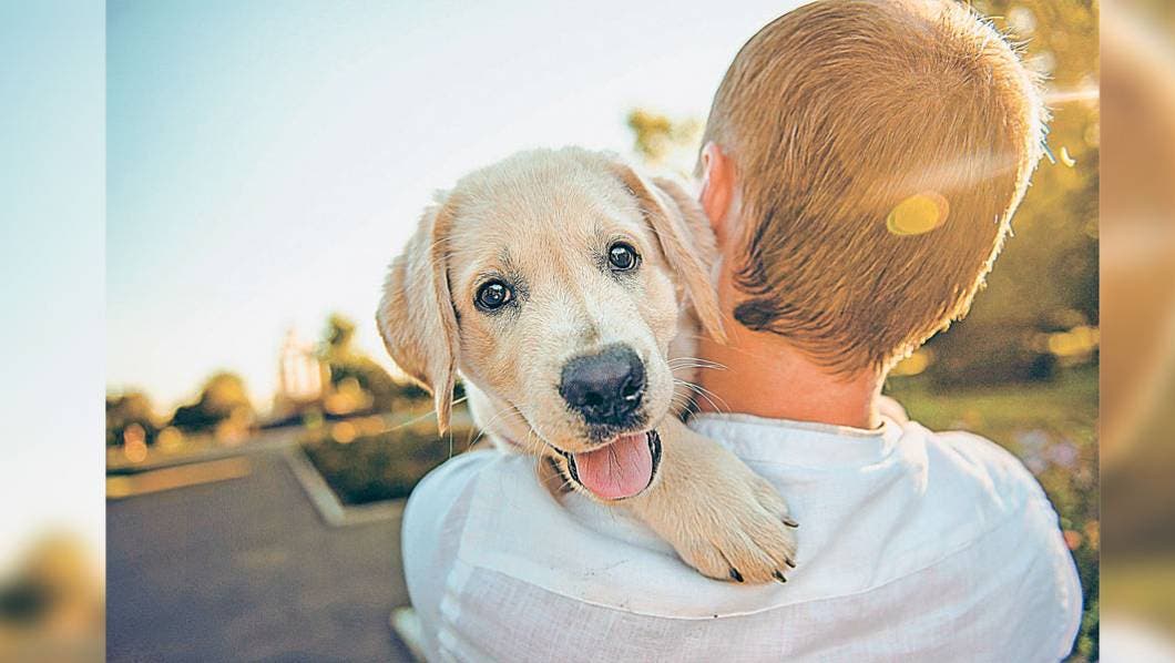 Mi Mascota. Alimento crudo no es bueno para mascotas